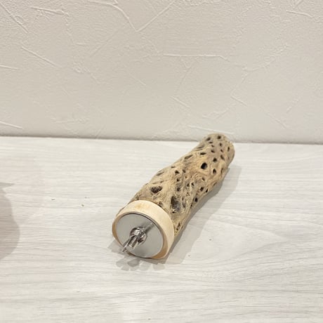 カクタスパーチ⑨ 極小サイズ直径3cm前後/15cm