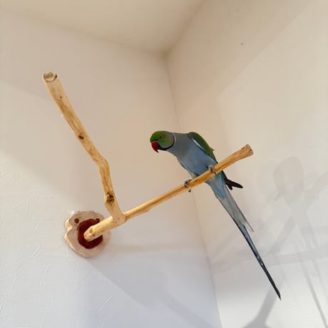 桧のピノキオの鼻 ①