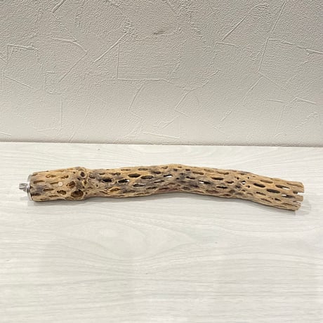 カクタスパーチ極小② 2-3㎝長さ29.5cm