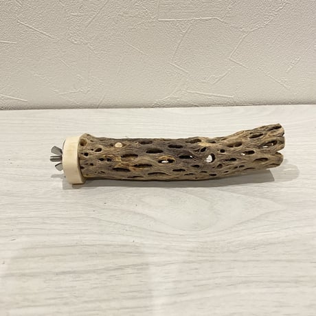 カクタスパーチ【5】極小 直径約2-3cm/15cm