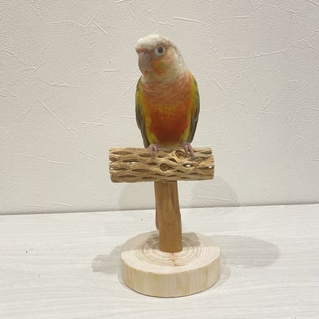 【体重測定用】カクタスのスタンドパーチ⑤　パーチ長さ10cm／高さ約10cm