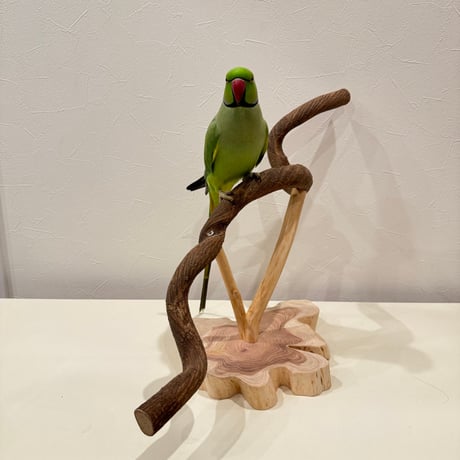 ツタの殿様スタンドパーチ 【インコ 天然木 自然木 パーチ 止まり木】