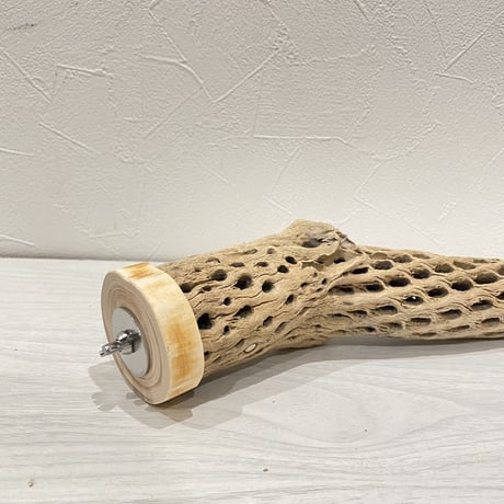 カクタスパーチ⑨ 中直径約5.5cm/25cm