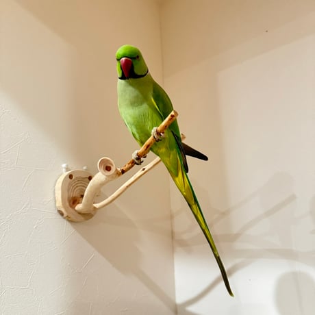 桧のピノキオの鼻 ②