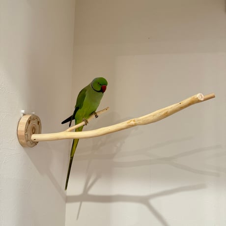 桧のピノキオの鼻 ②