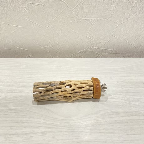 カクタスパーチ⑰ 極小直径2-3cm/10cm