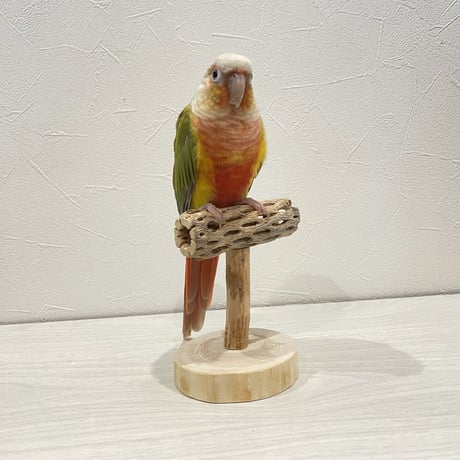 【体重測定用】カクタスのスタンドパーチ② 長さ9cm／高さ10cm