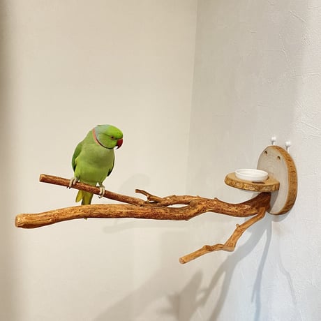 【えみみん様専用】カクタスパーチ小15cm 中20cm