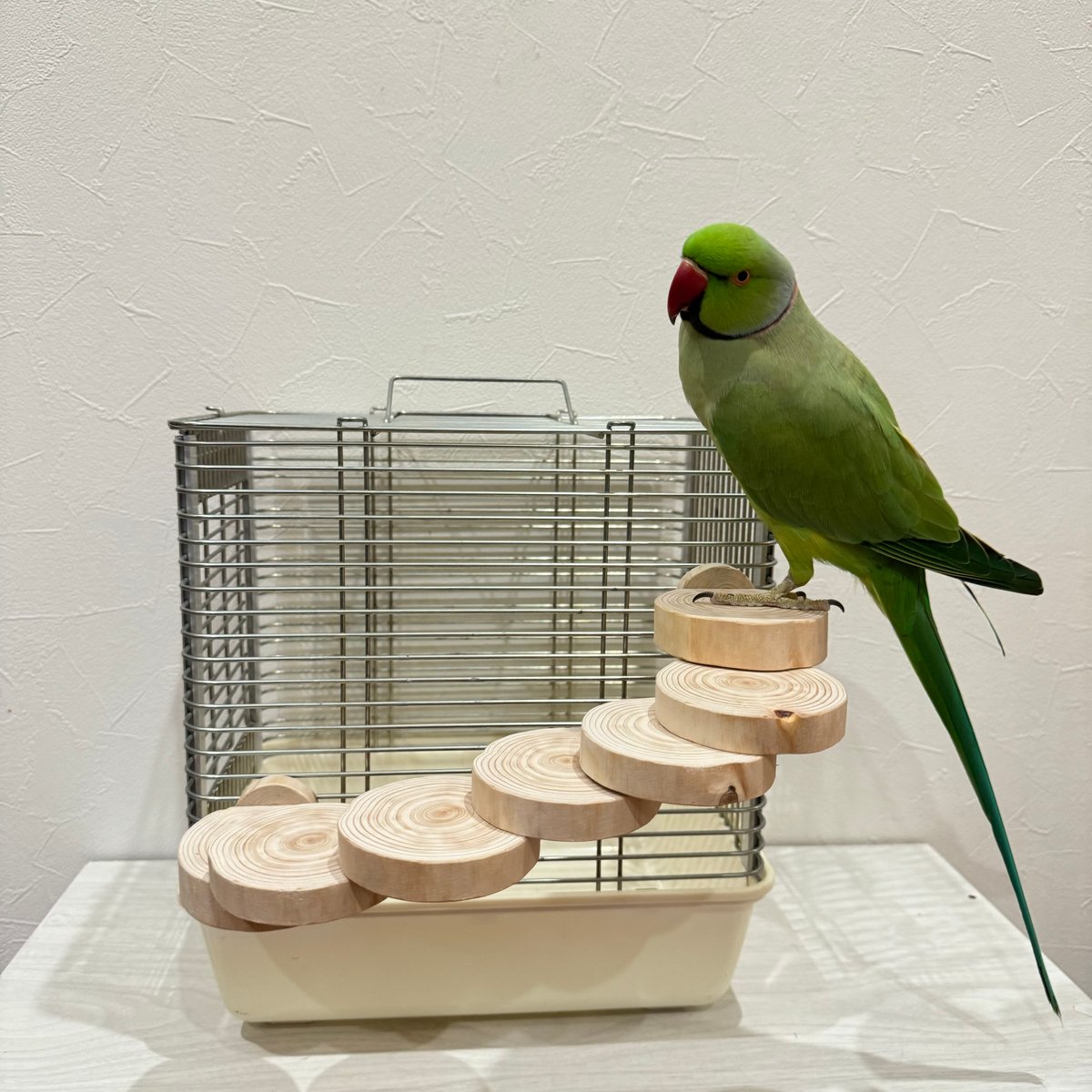 桧の螺旋階段（可動式） | 自然木の鳥用品 鳥豆堂【トリマメドウ