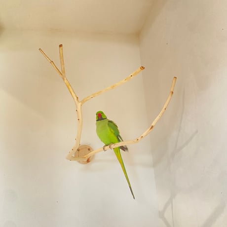 桧のピノキオの鼻 ⑦　【インコ・小鳥のおもちゃ　自然木の止まり木】