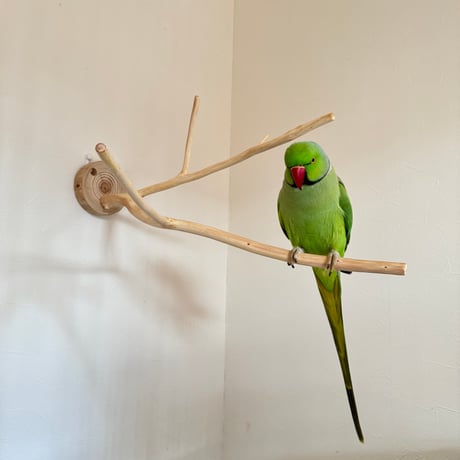 桧のピノキオの鼻④