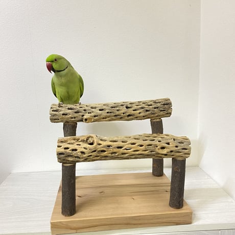 カクタススタンドパーチ 中型さん用