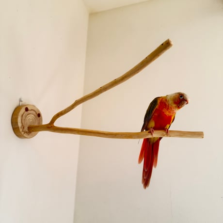 桧のピノキオの鼻 ④