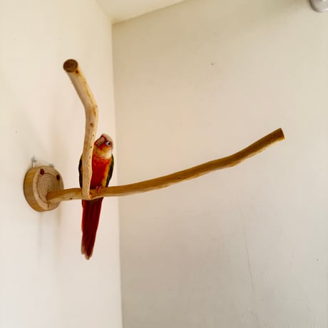 桧のピノキオの鼻 ②