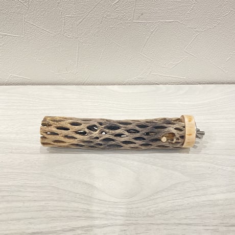 カクタスパーチ④ 極小直径2-3cm/15cm