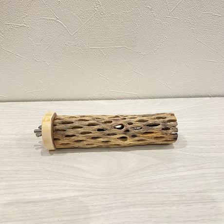 カクタスパーチ【15】小 直径約3-4cm/15cm