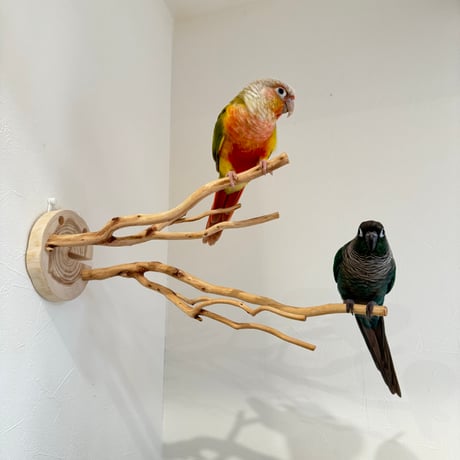 ピノキオの鼻 ④お鼻2本