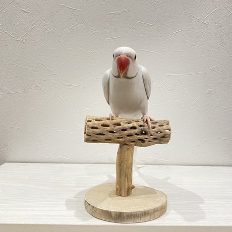 カクタスのスタンドパーチ⑤　パーチ長さ13.5cm／高さ13.5cm