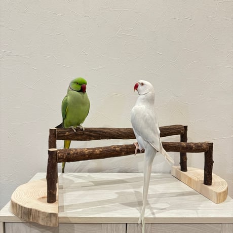 ツタのくつろぎスタンドパーチ①