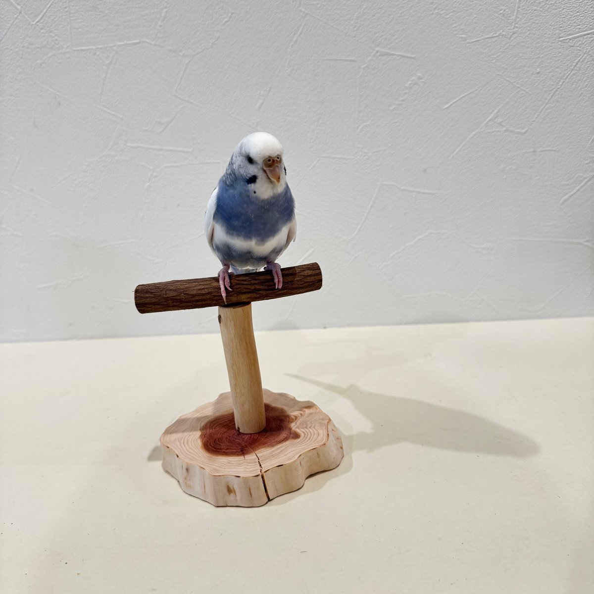 ツタのスタンドパーチ【体重測定用】①インコ・小鳥の健康管理に