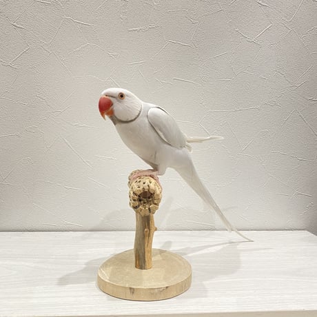 カクタスのスタンドパーチ③　パーチ長さ13.5cm／高さ13.5cm