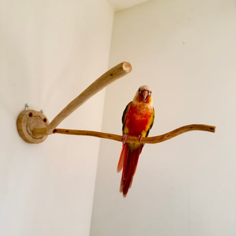 桧のピノキオの鼻 ③