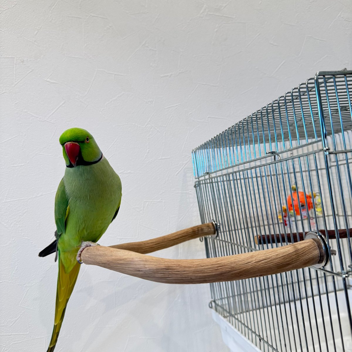 自然木（ツタ）のU字パーチ 【シロハラインコ オキナインコ 自然木