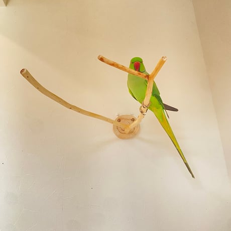 桧のピノキオの鼻 ④【インコ・小鳥のおもちゃ　自然木の止まり木】