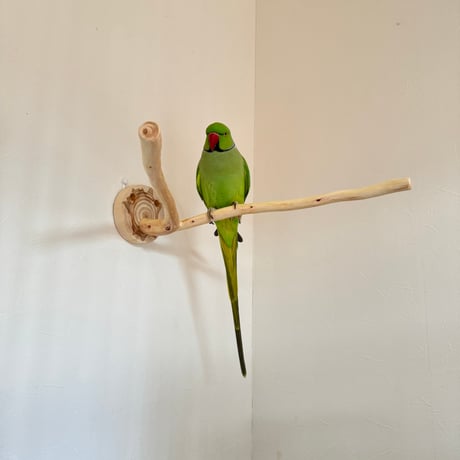 桧のピノキオの鼻⑤