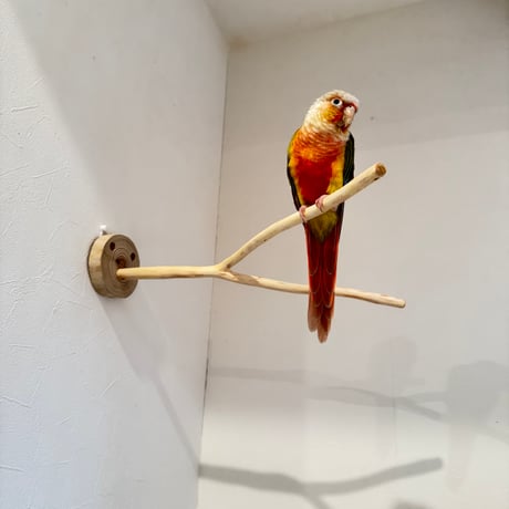 桧のピノキオの鼻④