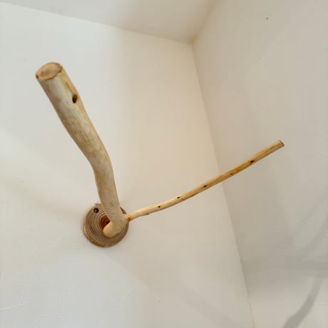 桧のピノキオの鼻 ⑫