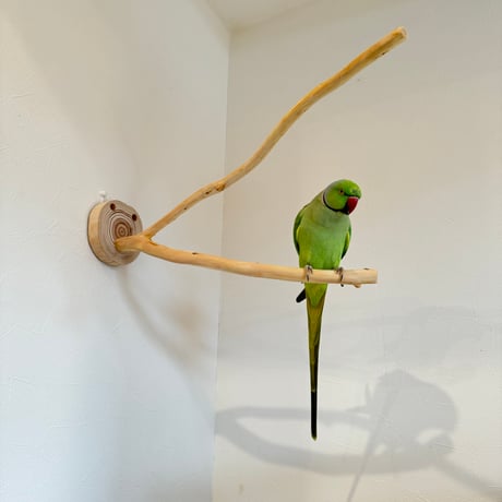 桧のピノキオの鼻 ②