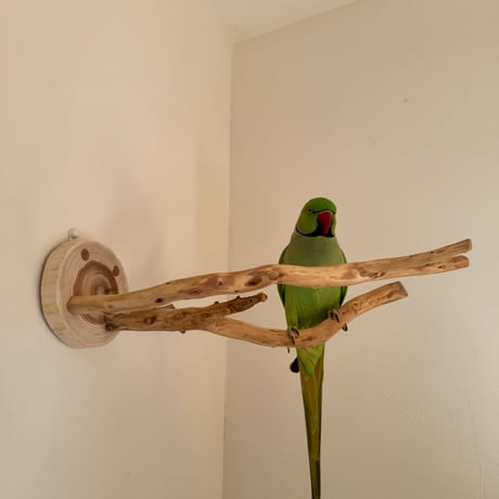 ピノキオの鼻① お鼻2本