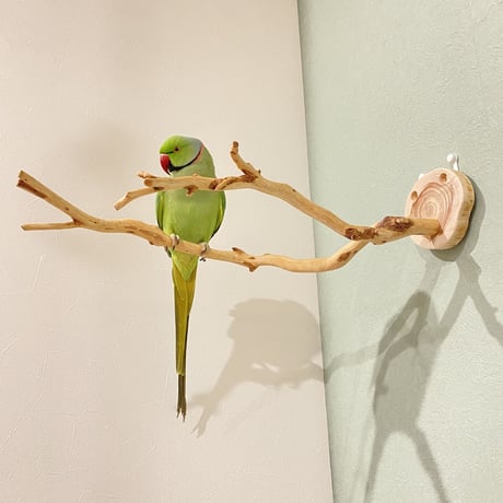 ピノキオの鼻 ⑤