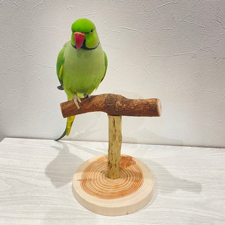 自然木(ツタ)のスタンドパーチ⑤   パーチ長さ16cm／高さ約16.5cm