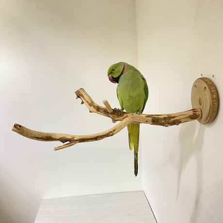 ピノキオの鼻④
