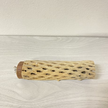 カクタスパーチ⑦ 小サイズ直径（約3-4cm）／15cm