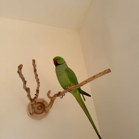 ピノキオの鼻② お鼻2本