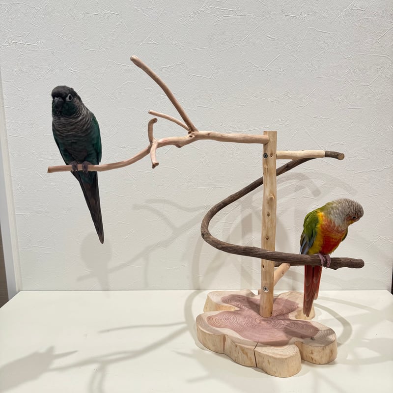 貝塚伊吹とツタのぐるぐるバードアスレチック 【セキセイインコ