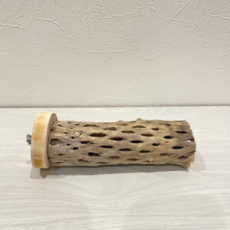 カクタスパーチ⑤ 中直径約5.5cm/15cm