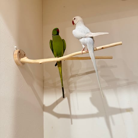 桧のピノキオの鼻 ②【インコ 自然木 止まり木 】