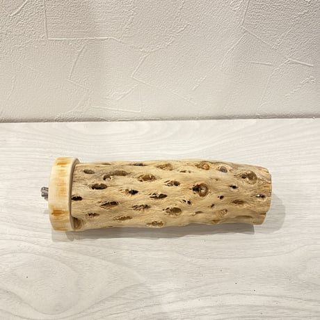 カクタスパーチ⑯ 中直径約5.5cm/15cm
