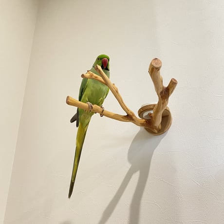 ピノキオの鼻 おやつ入れ付き⑤