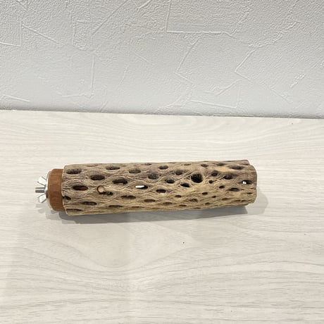 カクタスパーチ⑥  小 直径約3.5cm/15cm