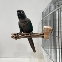 カクタスパーチ極小サイズ⑧ 直径2.1~2.5cm/長さ15cm【自然木 止まり木 バンブルフット 趾瘤症 】