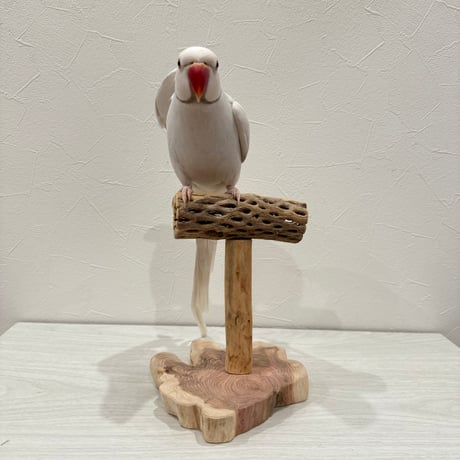 カクタスのスタンドパーチ　パーチ長さ12cm／高さ17cm