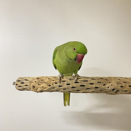 ケージサイズカクタスパーチ 小サイズ直径3-4cm HOEI465 ②