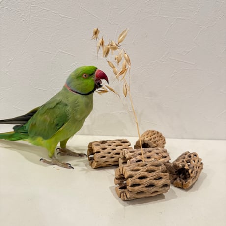 カクタスがじがじ 5個セット【フォレイジング 粟穂挿し インコのおもちゃ】