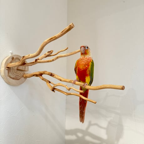 ピノキオの鼻 ④お鼻2本