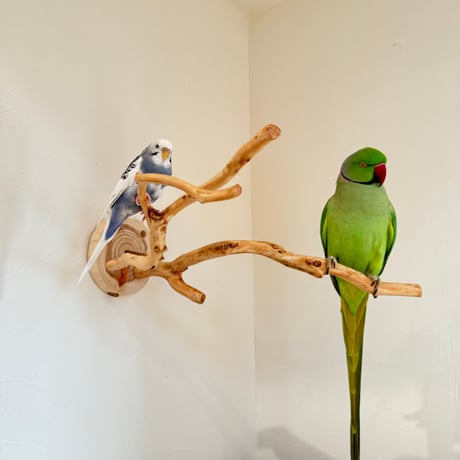 ピノキオの鼻 ⑤お鼻2本